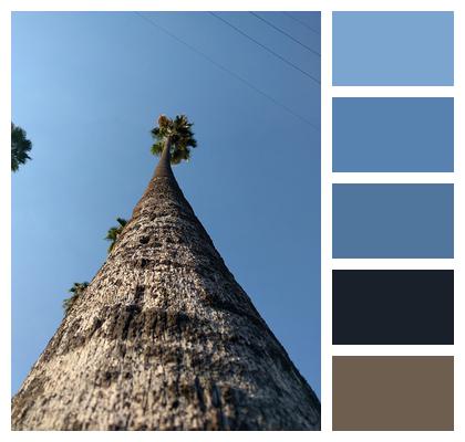 Trunk Palm Tree Tree Image